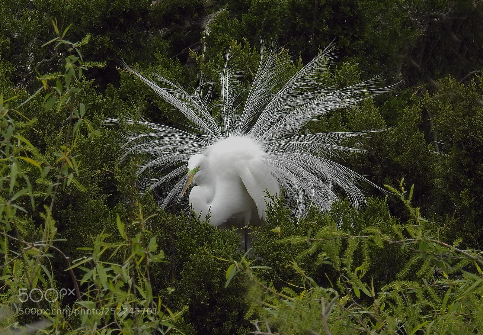 Nikon Coolpix P900 sample photo. White egret photography