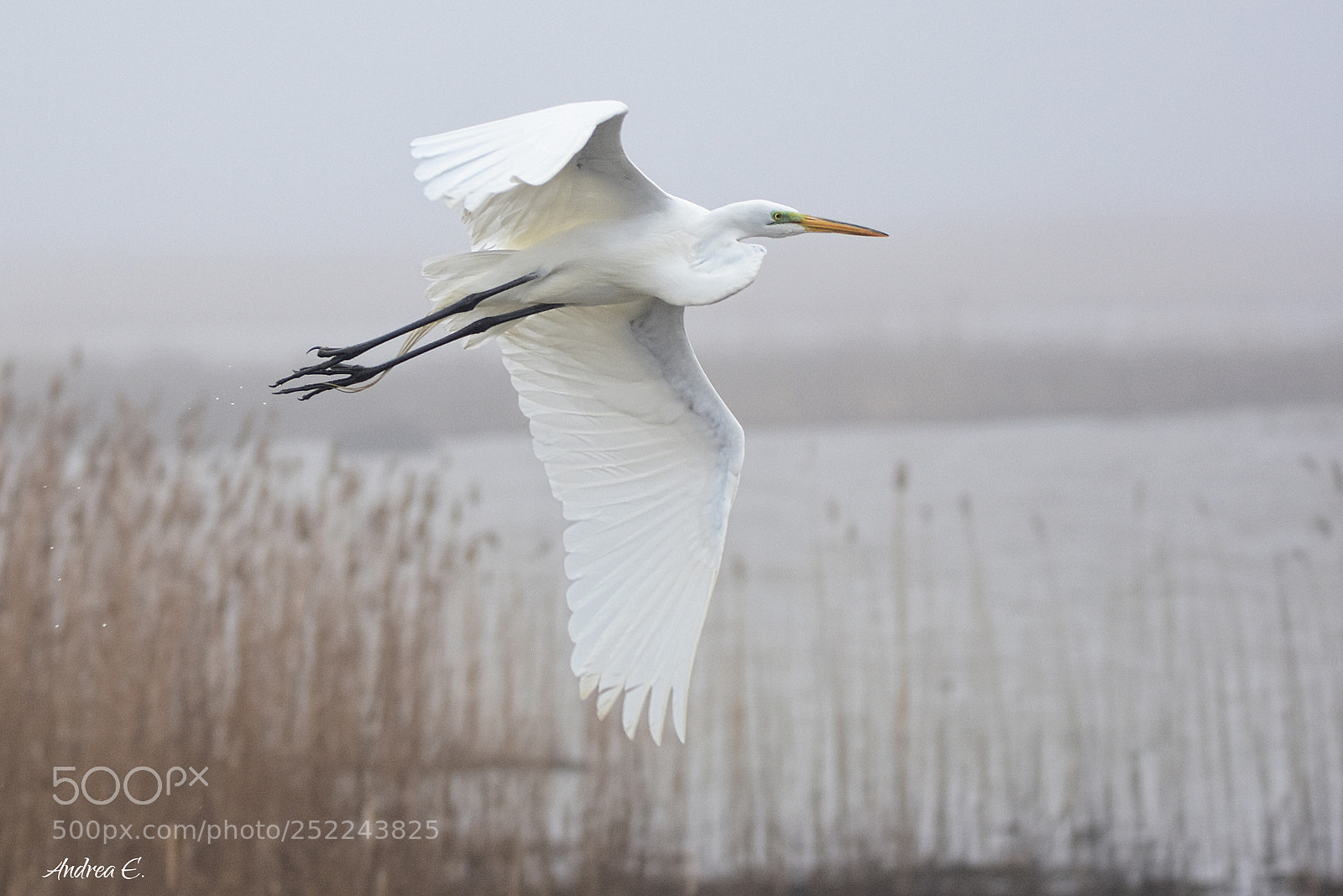 Nikon D7200 sample photo. Flying through the fog photography