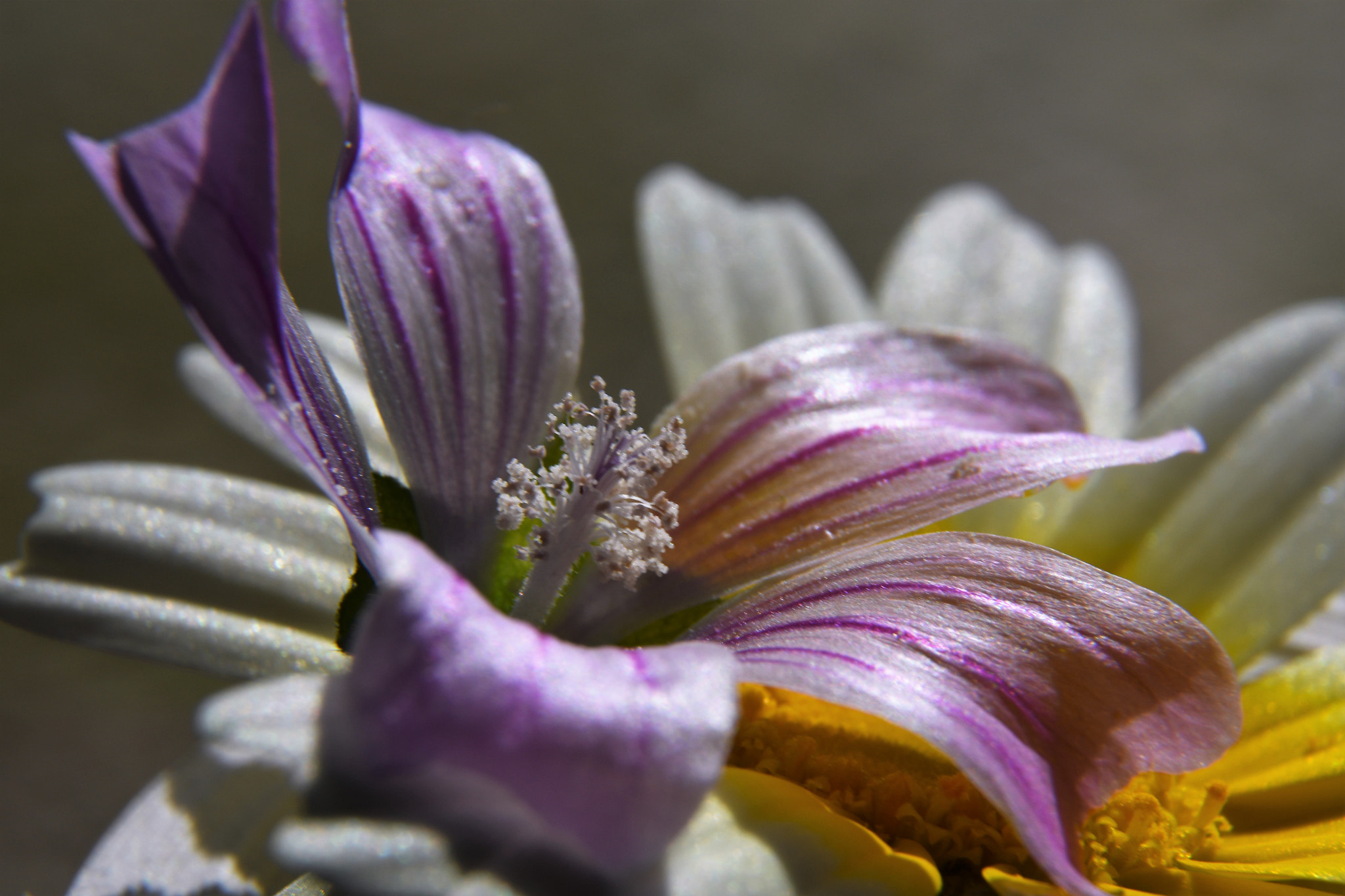 Nikon D7500 sample photo. Primavera photography
