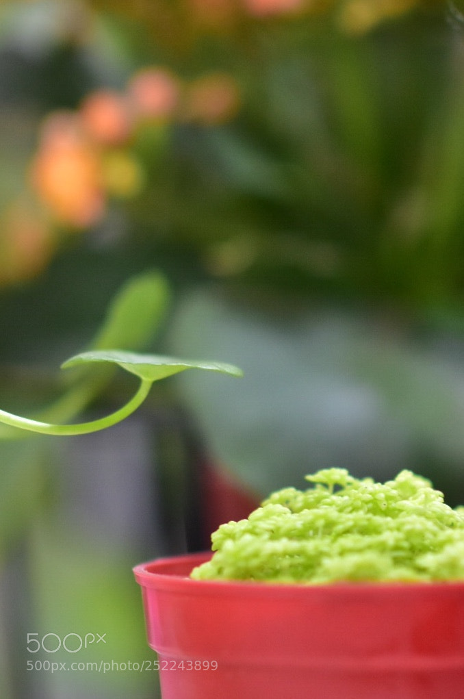 Nikon D7200 sample photo. Untitled photography