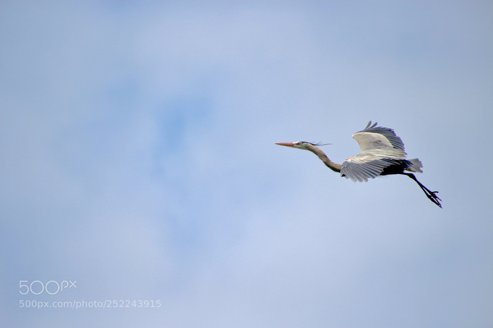 Canon EOS 700D (EOS Rebel T5i / EOS Kiss X7i) sample photo. Great blue heron in photography