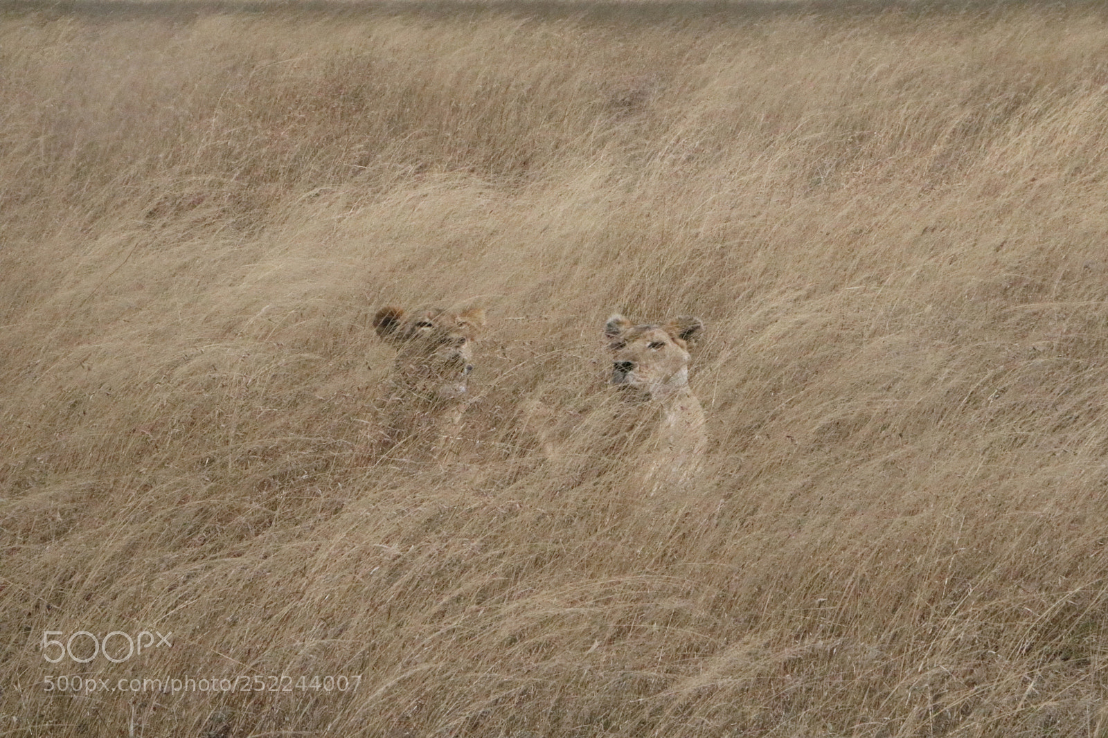 Canon EOS 760D (EOS Rebel T6s / EOS 8000D) sample photo. Safari photography