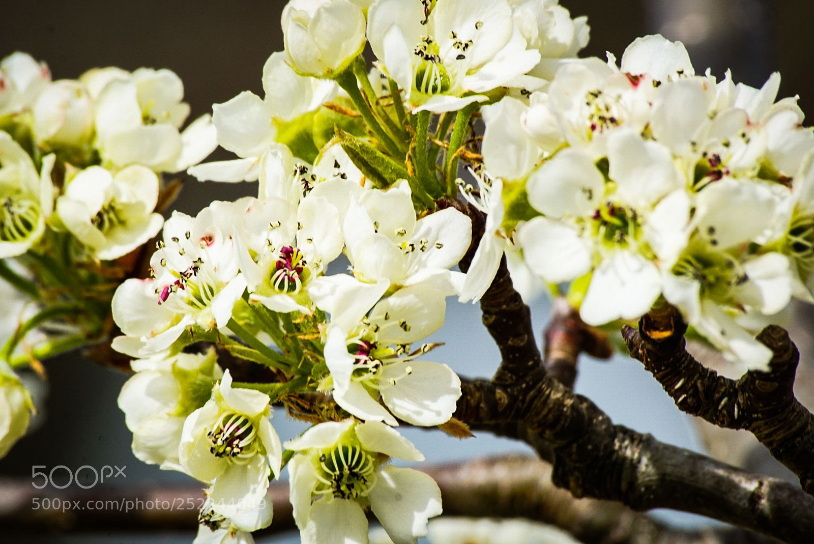 Sony a6000 sample photo. Pin cherry in bloom photography