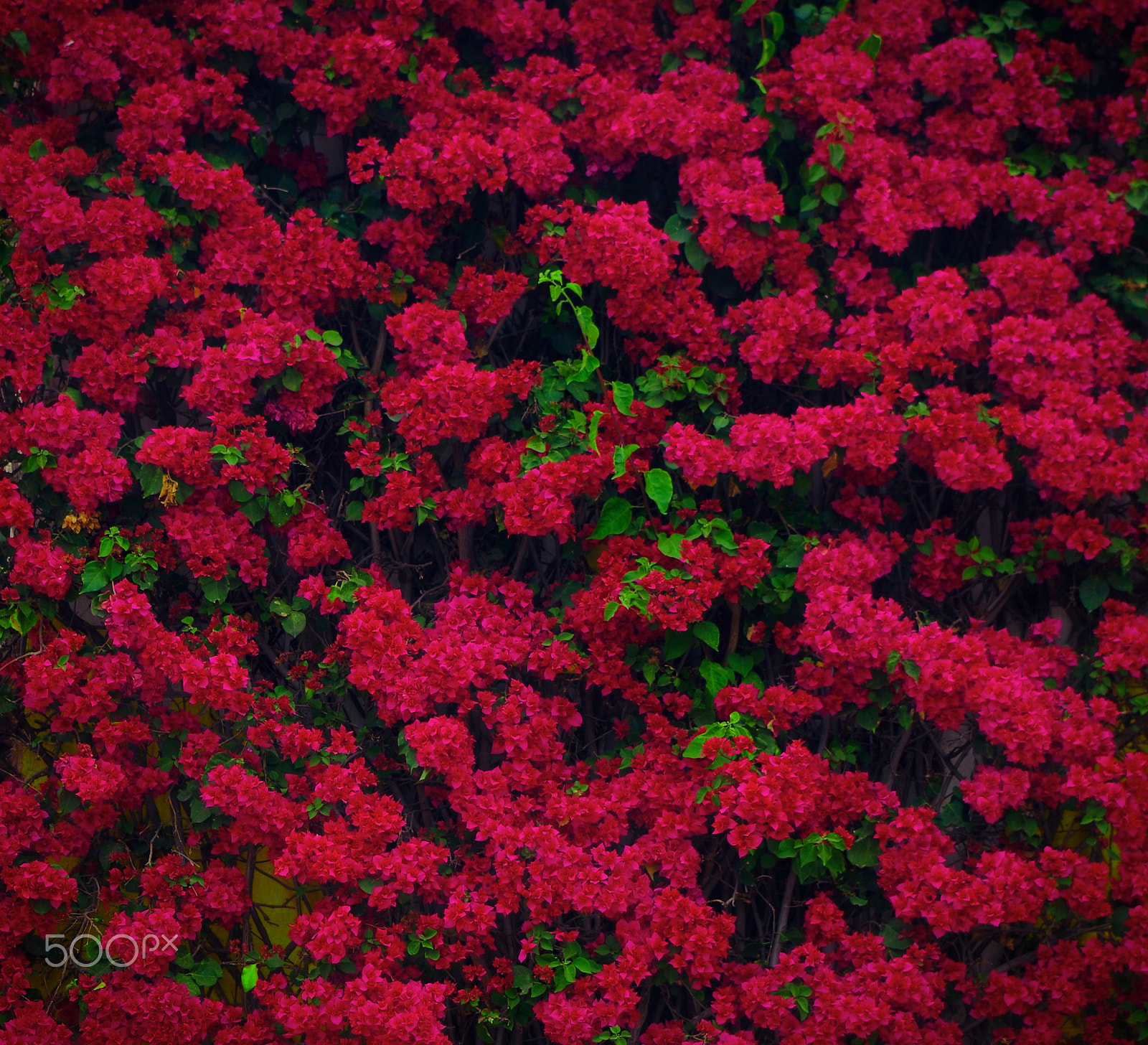smc PENTAX-DA L 18-55mm F3.5-5.6 AL WR sample photo. Wall full of pink flowers photography