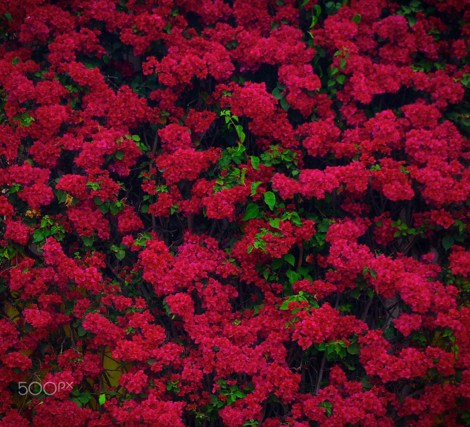 Pentax K-50 sample photo. Wall full of pink flowers photography