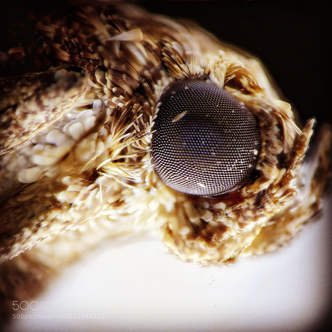 Nikon D5300 sample photo. Untitled photography
