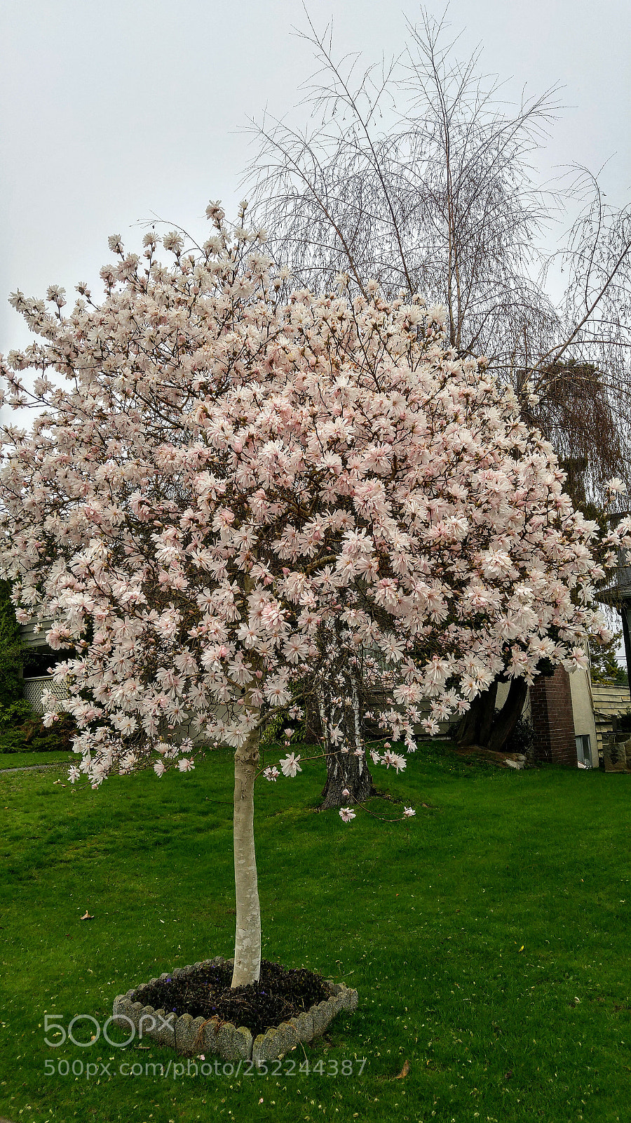LG G4 sample photo. Magnolia blossoms photography