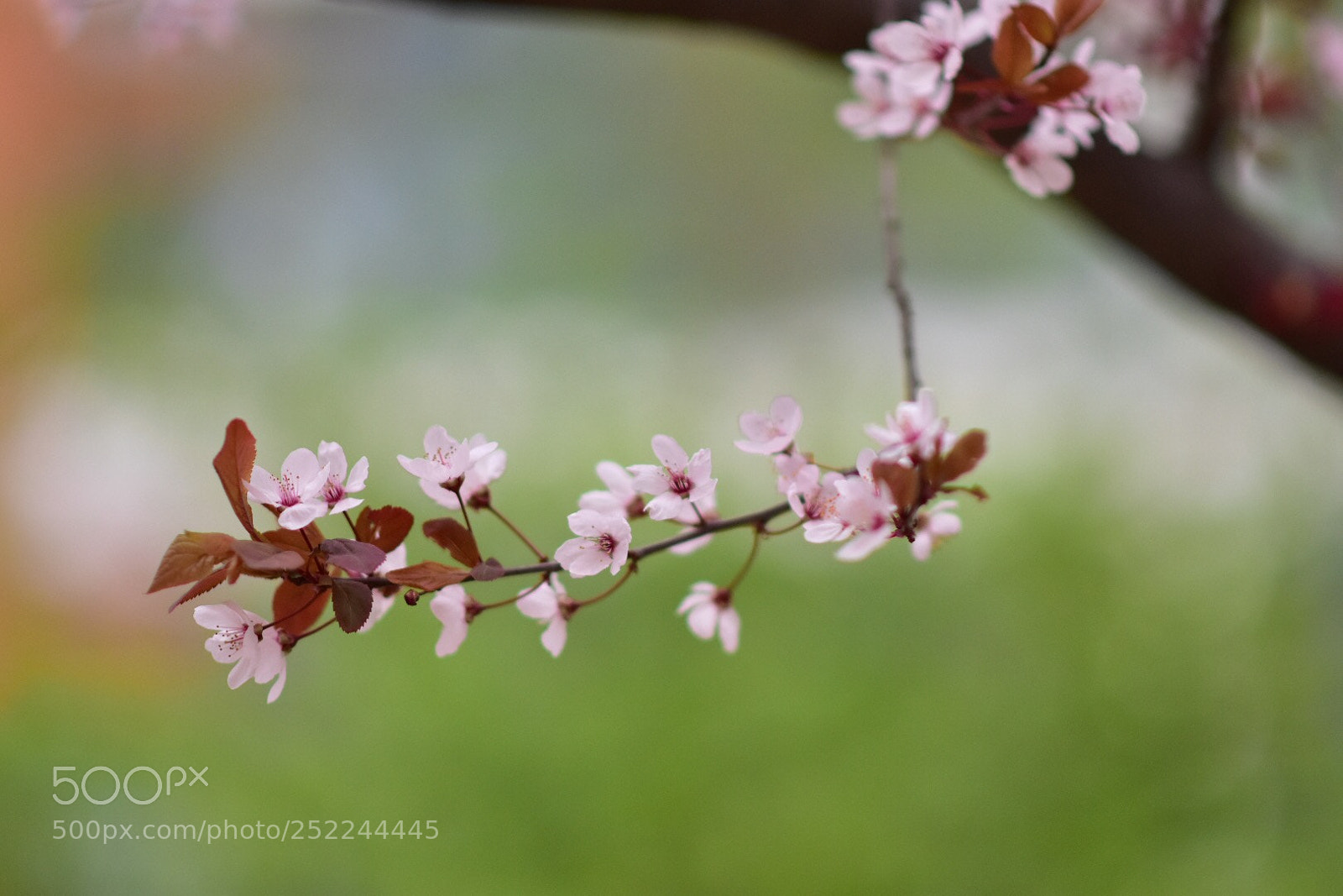 Nikon D7200 sample photo. Untitled photography
