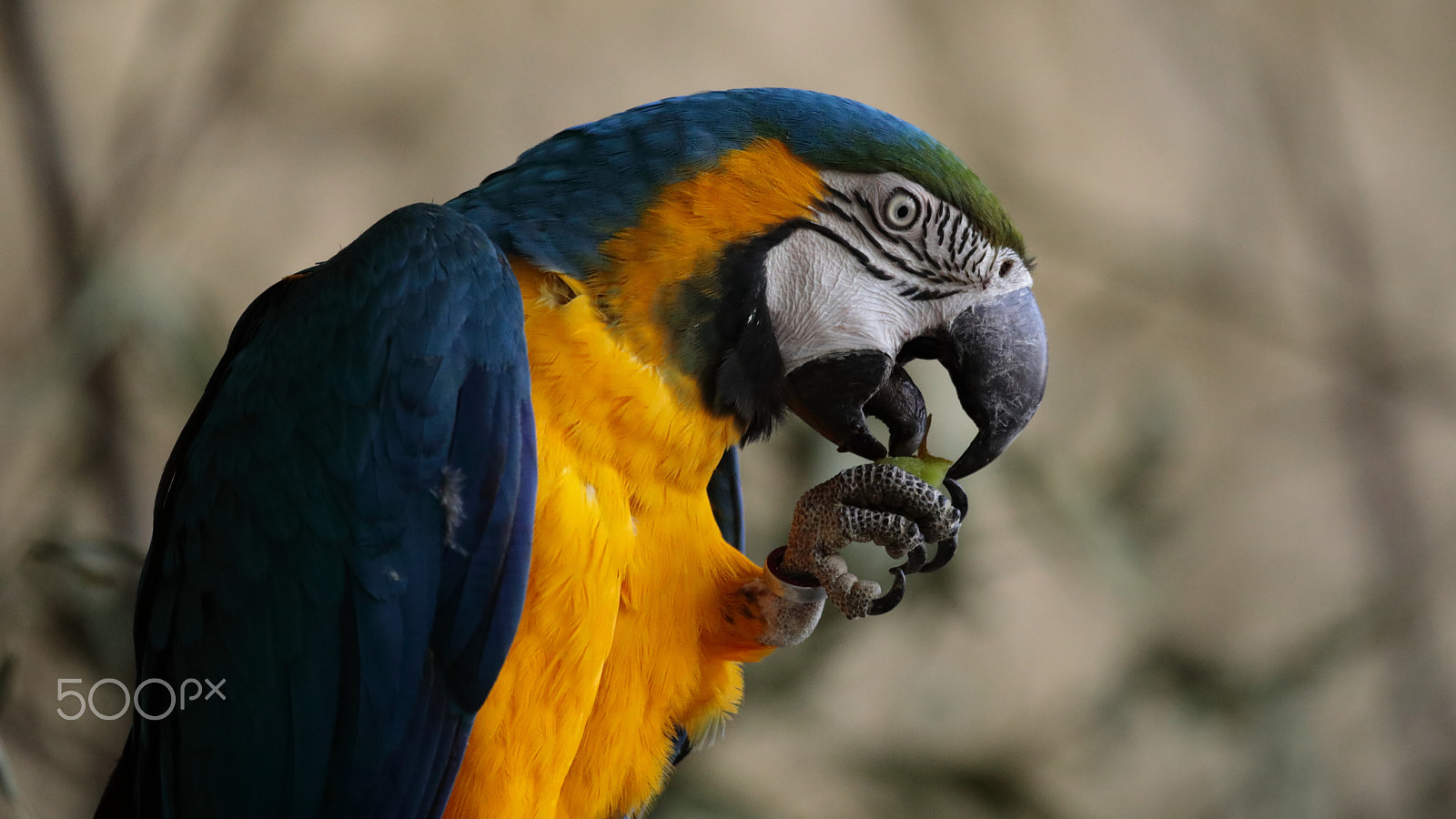 Canon EF 100-400mm F4.5-5.6L IS USM sample photo. Bonne app photography