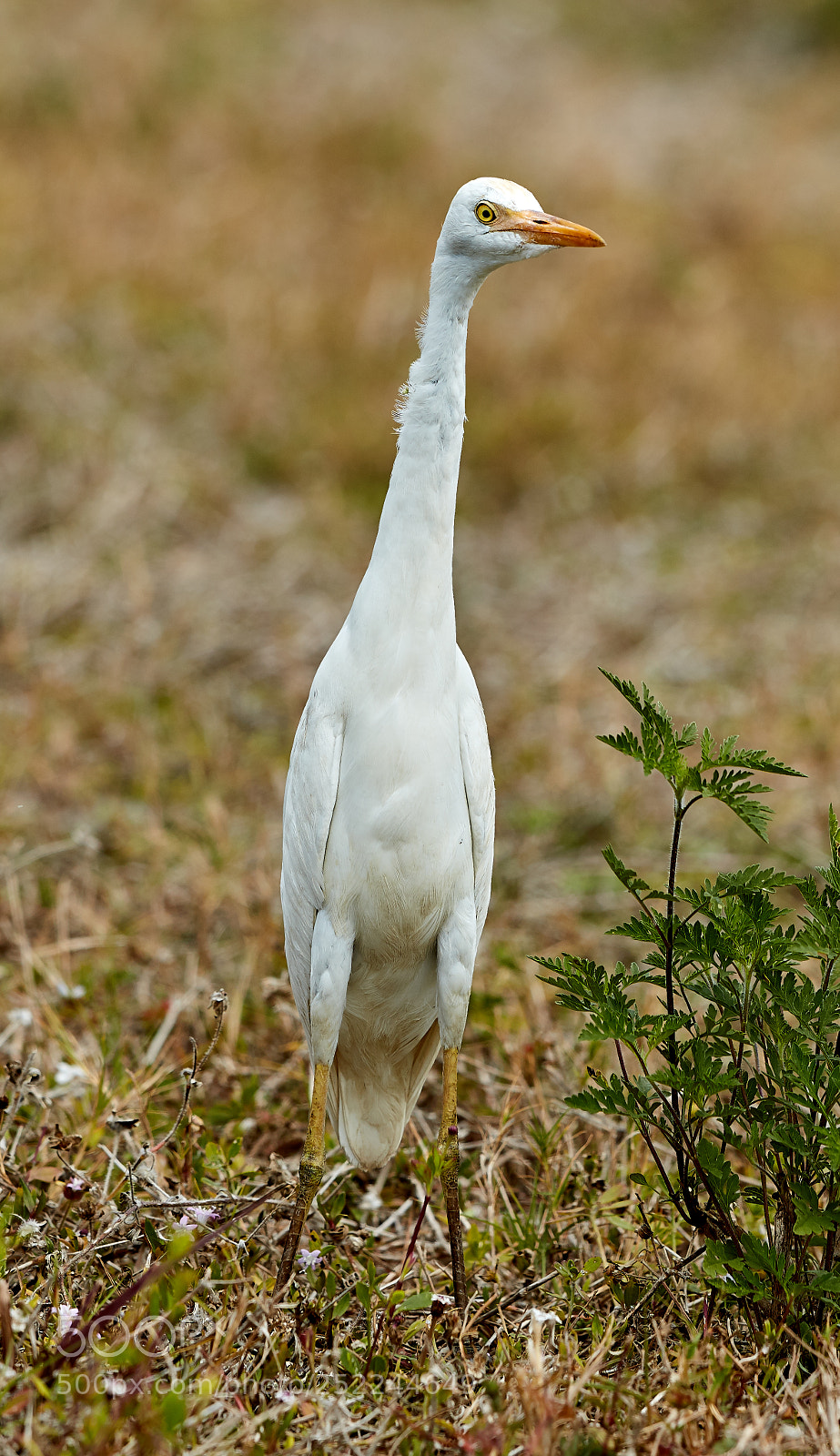 Canon EOS 5DS R sample photo. 04-04-18-0010641.jpg photography