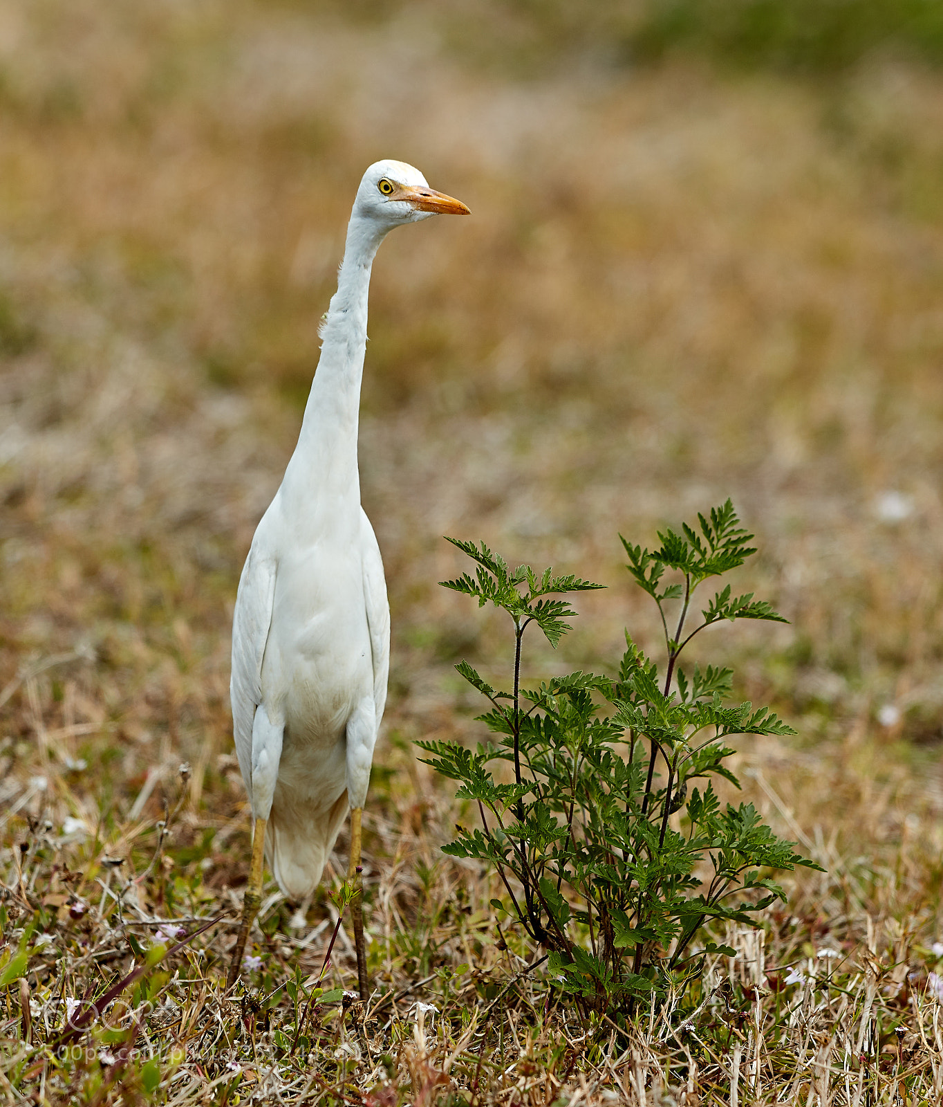 Canon EOS 5DS R sample photo. 04-04-18-0010640.jpg photography