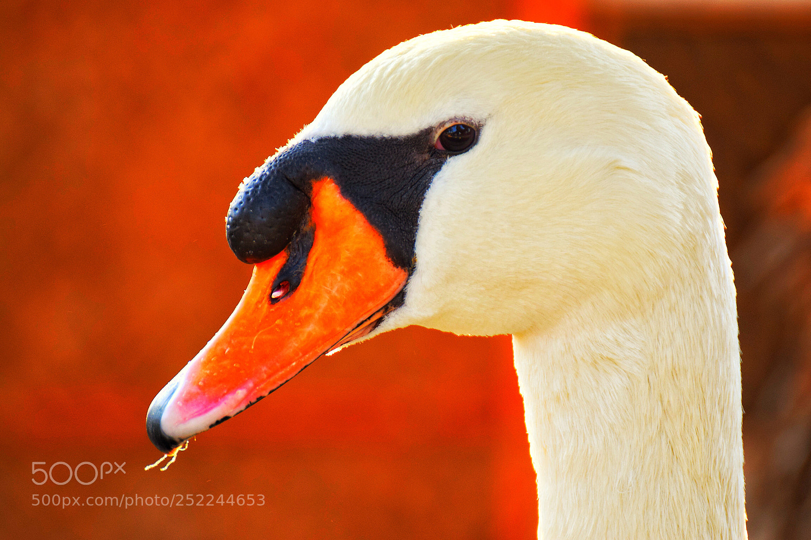 Nikon D5300 sample photo. Swan photography
