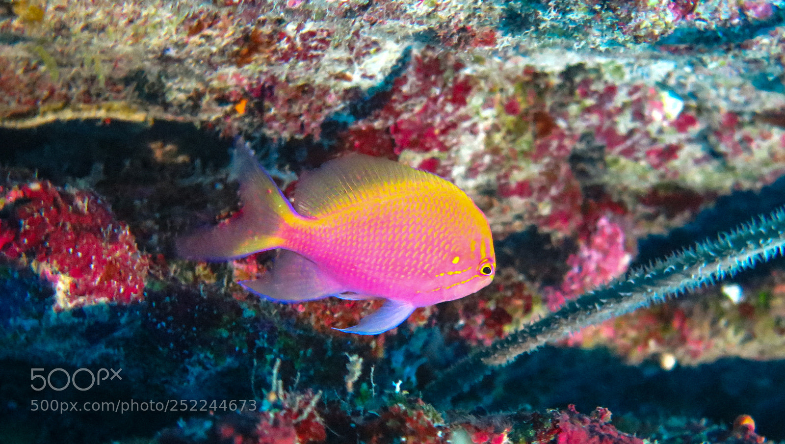 Canon PowerShot G16 sample photo. Hawkfish anthias photography