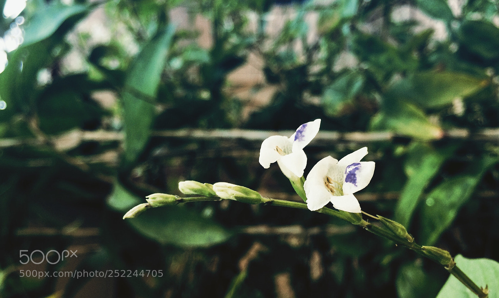 Apple iPhone 5s sample photo. Untitled photography