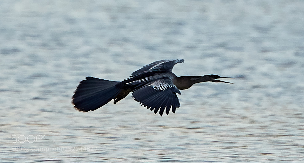 Canon EOS 5DS R sample photo. 04-04-18-0010607.jpg photography