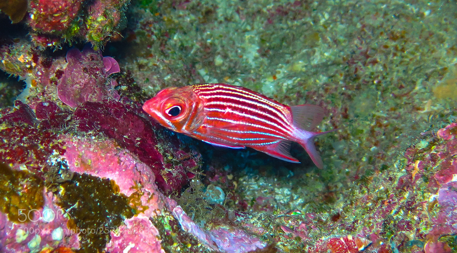 Canon PowerShot G16 sample photo. Squirrelfish photography