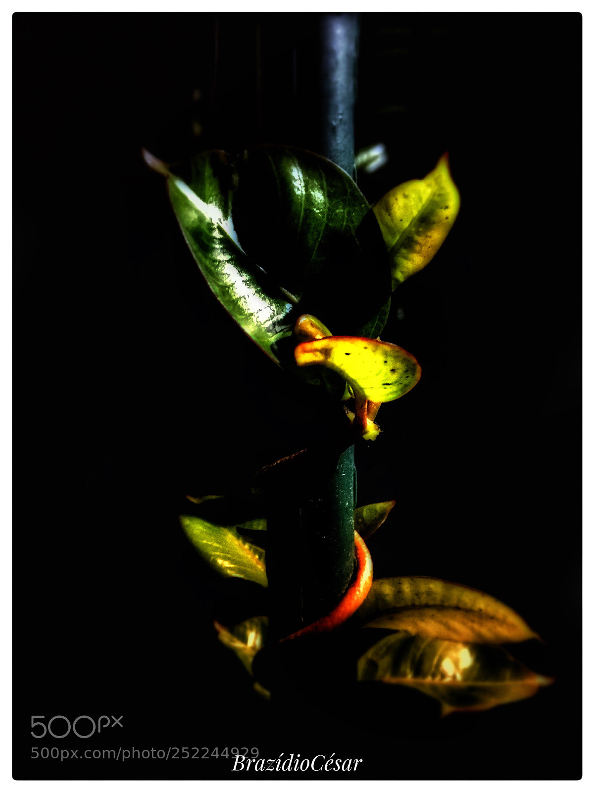 Apple iPhone 6s sample photo. Untitled photography