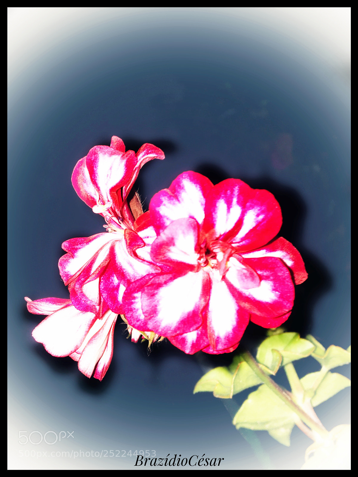Apple iPhone 6s sample photo. Untitled photography