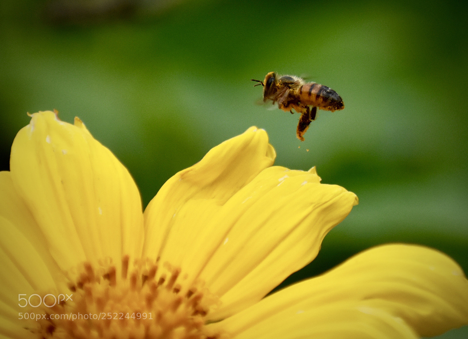 Nikon D7200 sample photo. Busy bee photography