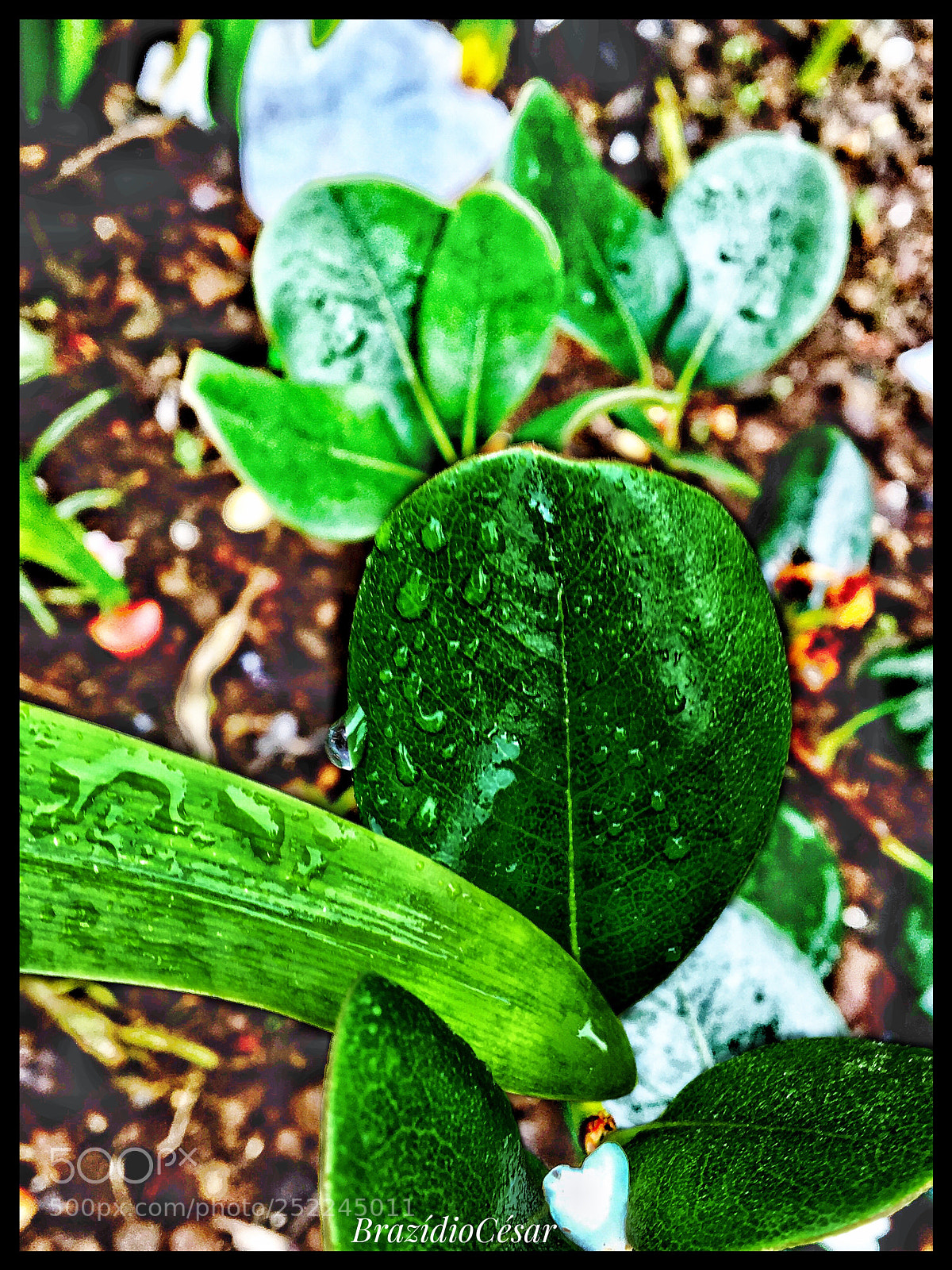 Apple iPhone 6s sample photo. Untitled photography
