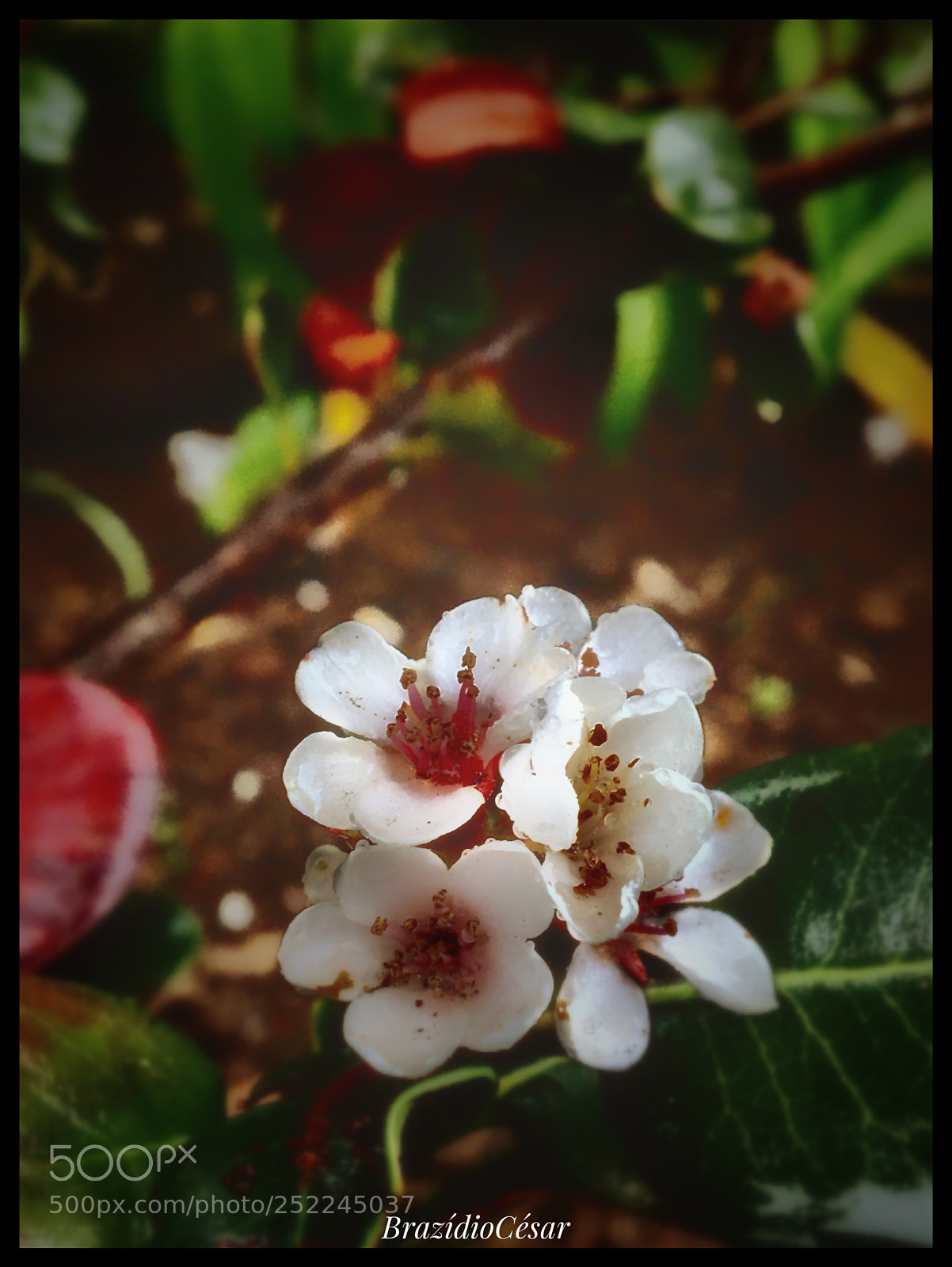 Apple iPhone 6s sample photo. Untitled photography