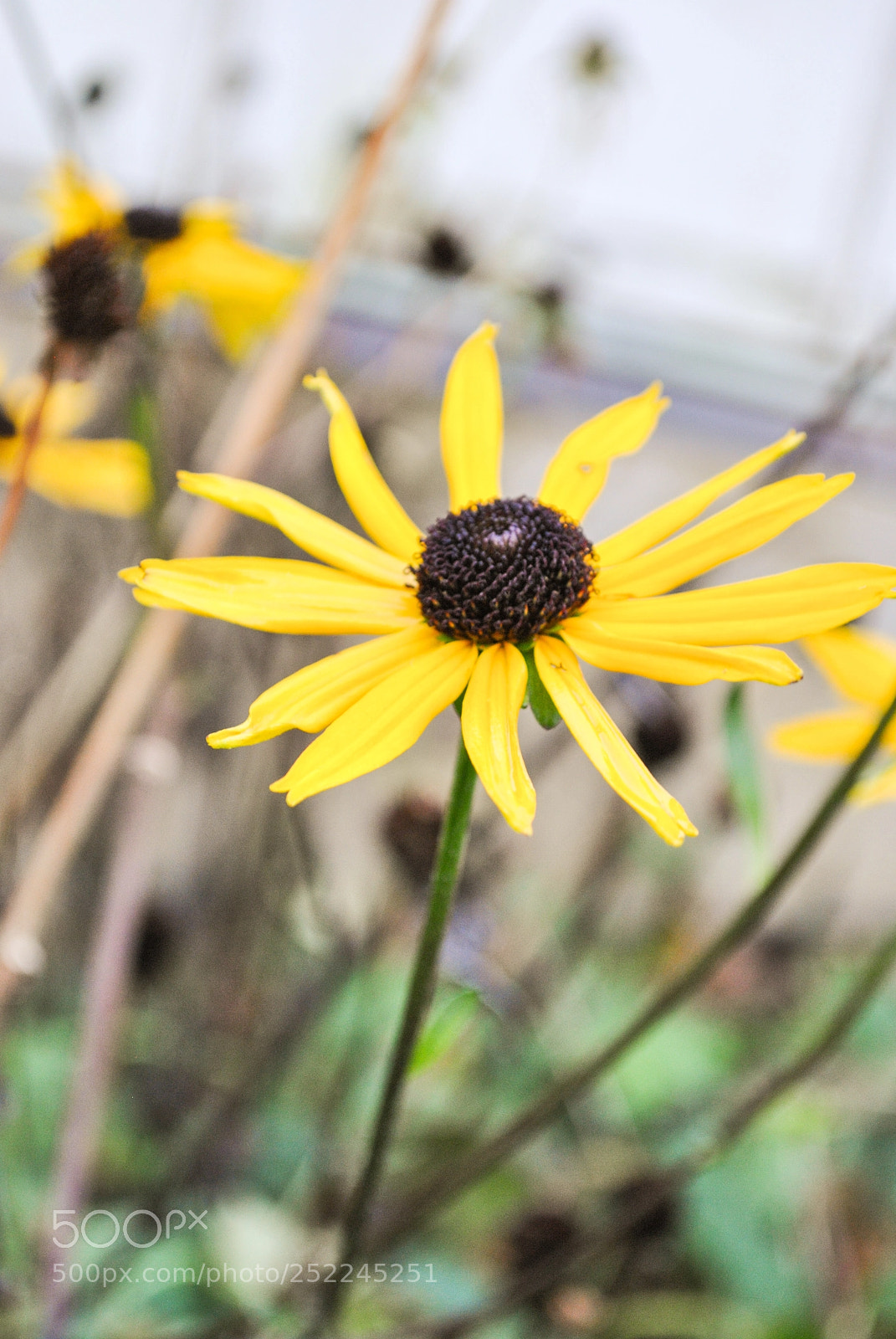 Nikon D3000 sample photo. Edited photography