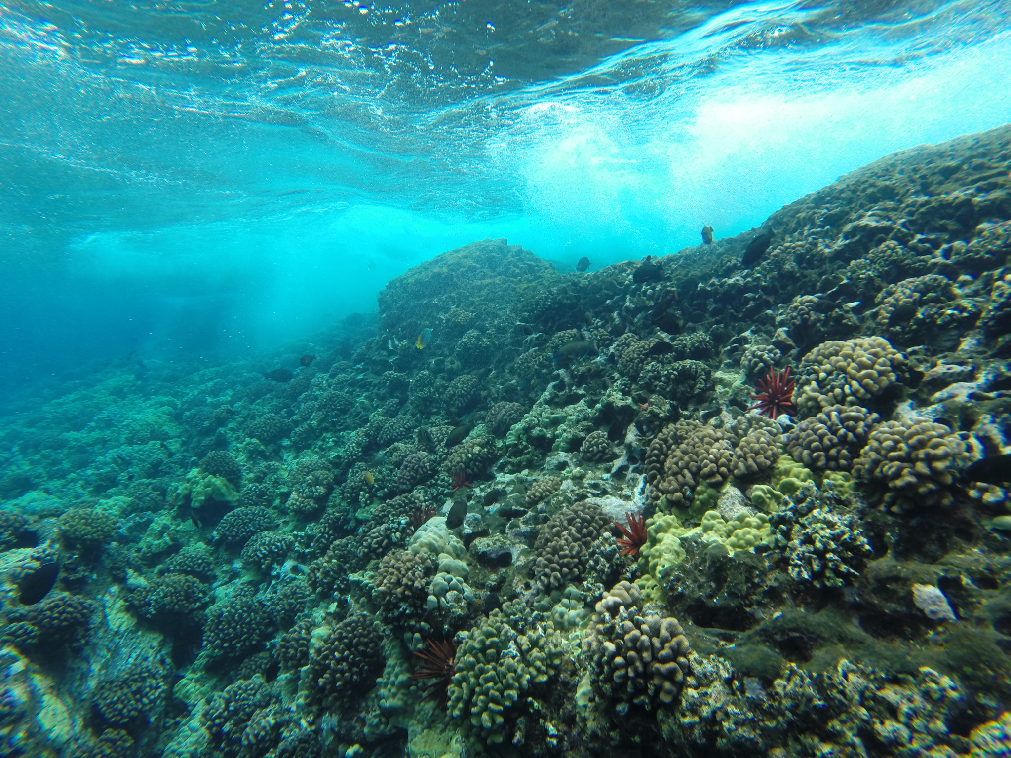 GoPro HERO3+ Black Edition sample photo. Underwater photography