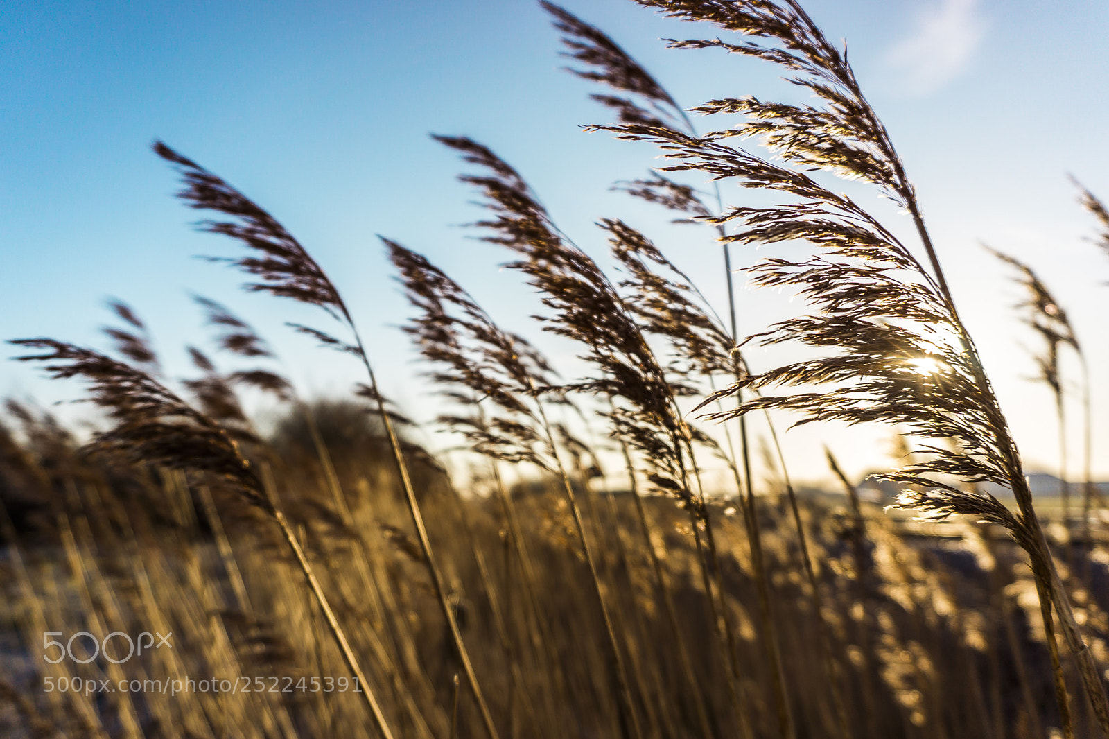 Sony a6000 sample photo. Yum yum corn flakes  photography