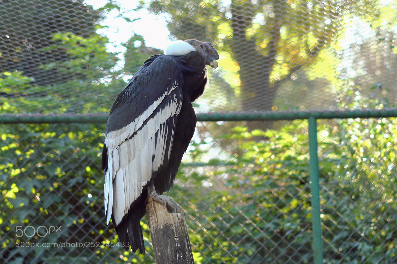 Canon EOS 1200D (EOS Rebel T5 / EOS Kiss X70 / EOS Hi) sample photo. El cóndor pasa... photography