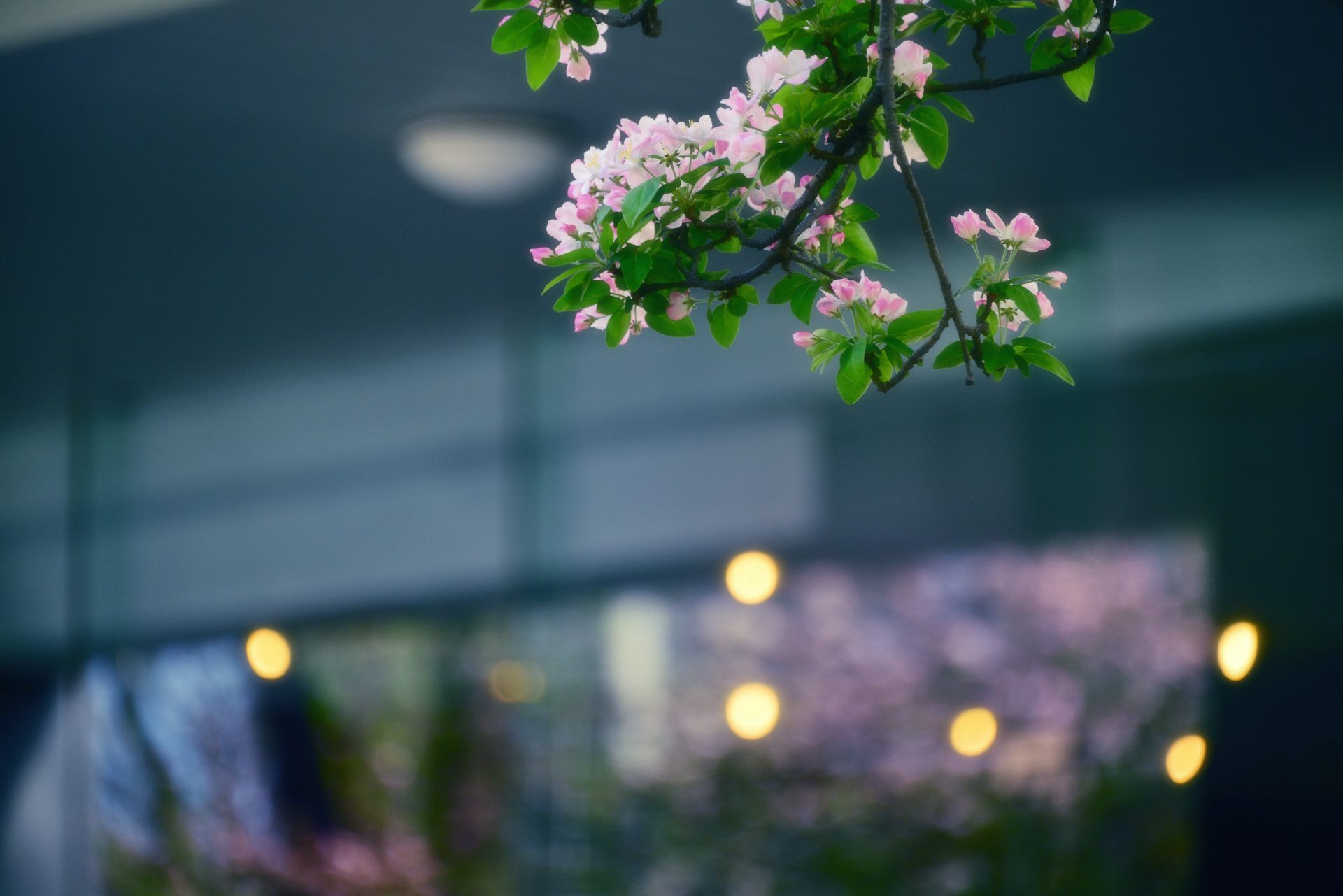 Nikon D800 sample photo. 海棠之邀 invitation from cherryapple photography