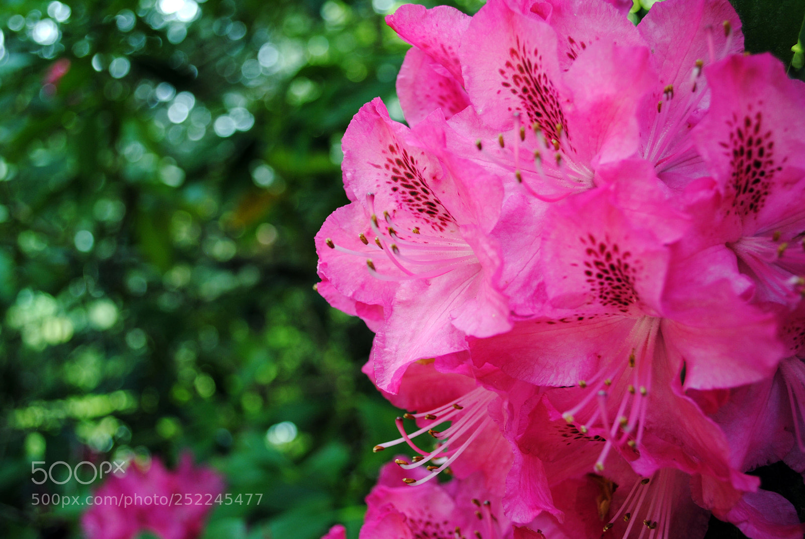 Nikon D3000 sample photo. Mod photography