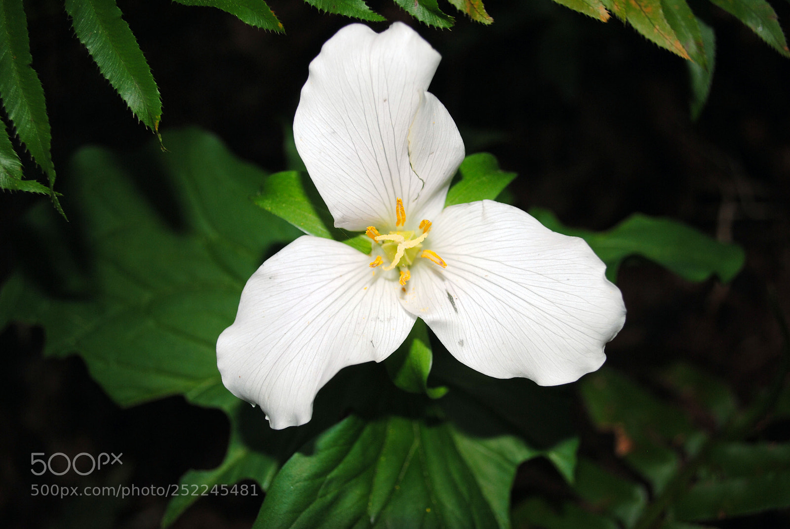 Nikon D3000 sample photo. Woodwind photography
