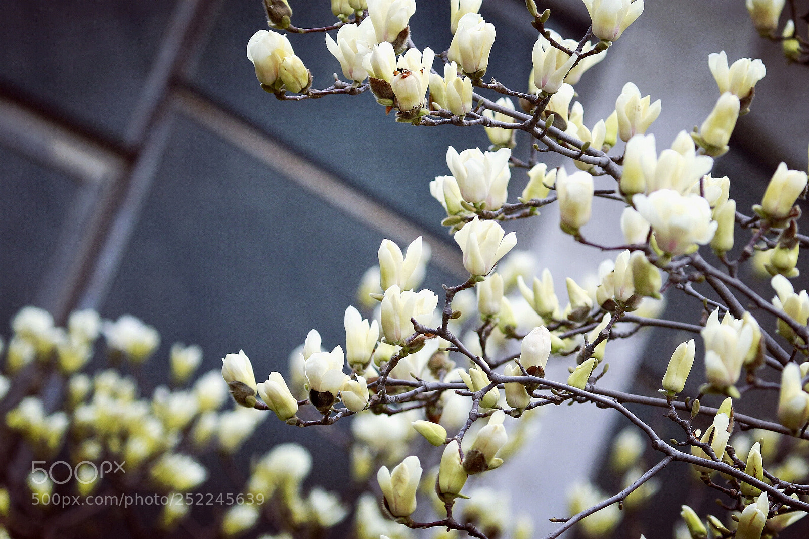 Canon EOS 7D Mark II sample photo. Magnolia denudata photography
