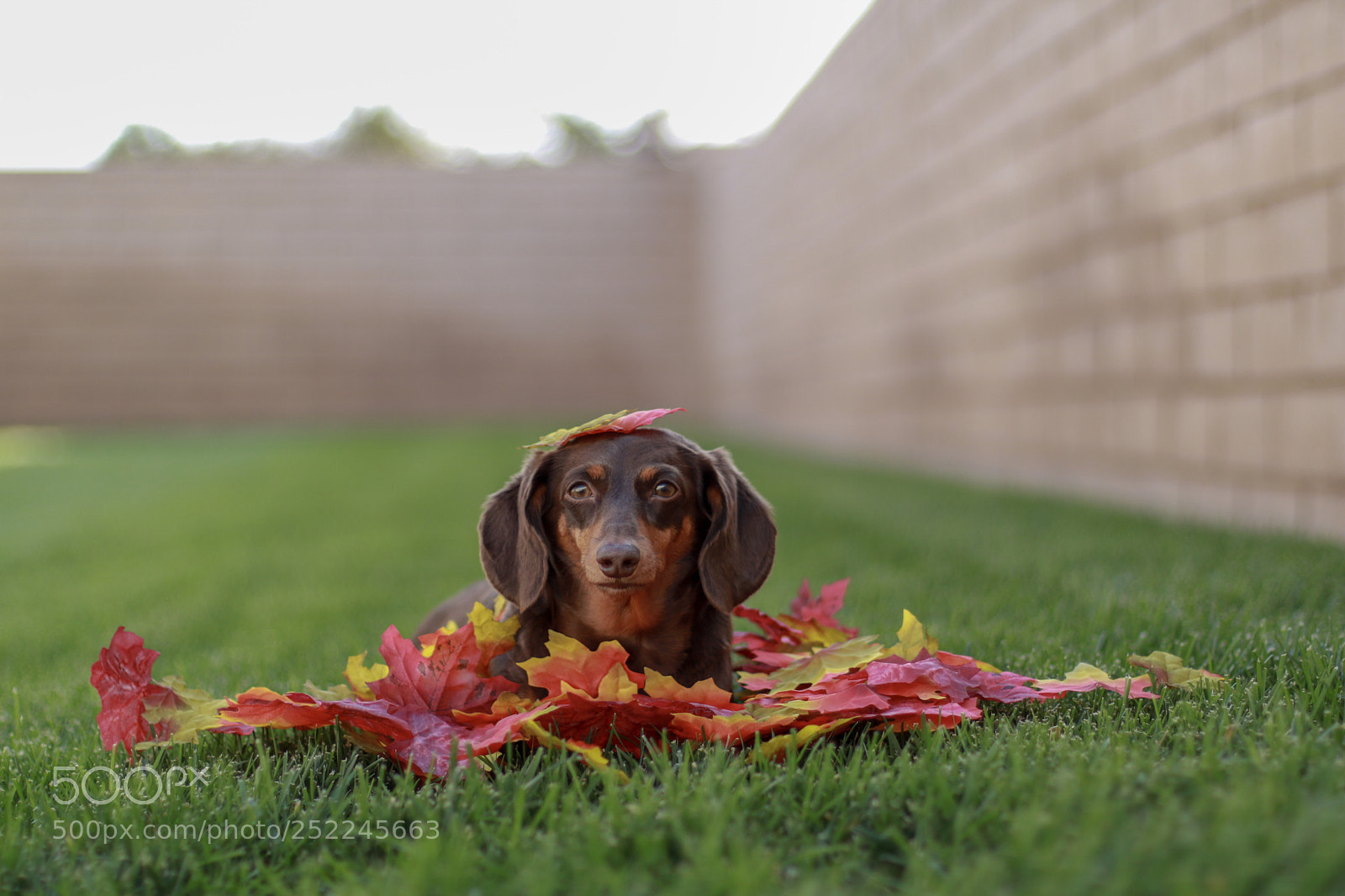 Canon EOS 750D (EOS Rebel T6i / EOS Kiss X8i) sample photo. Autumn doxie photography