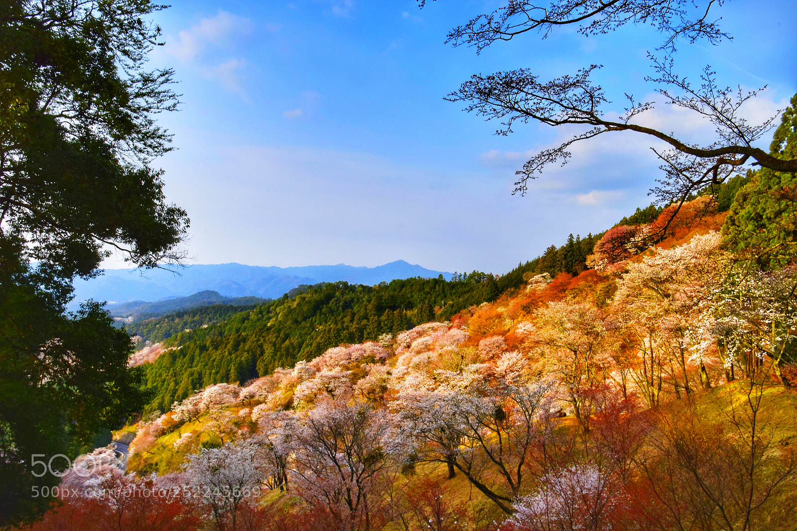 Nikon D3300 sample photo. Blooming cherry blossoms photography