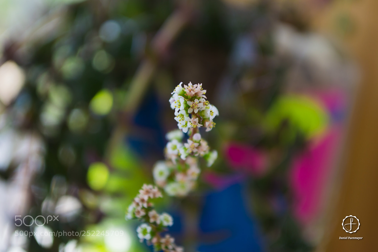 Nikon D3200 sample photo. Mini flores! photography