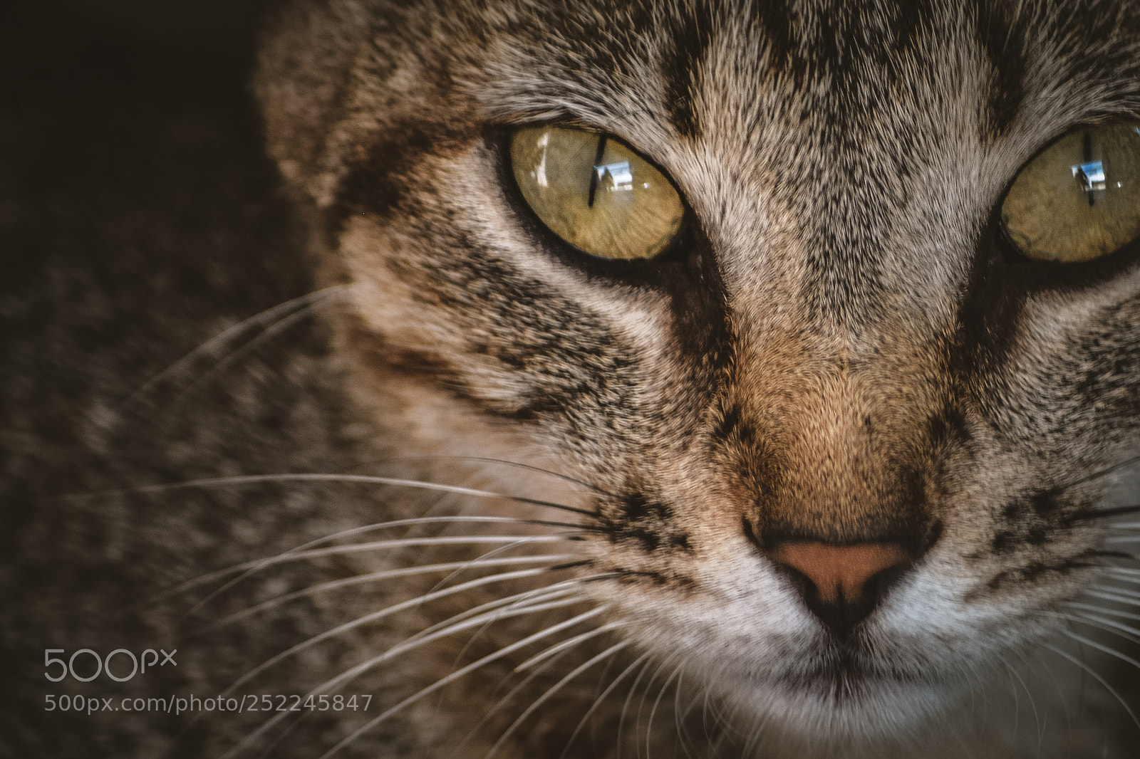 Nikon D3300 sample photo. Cat photography