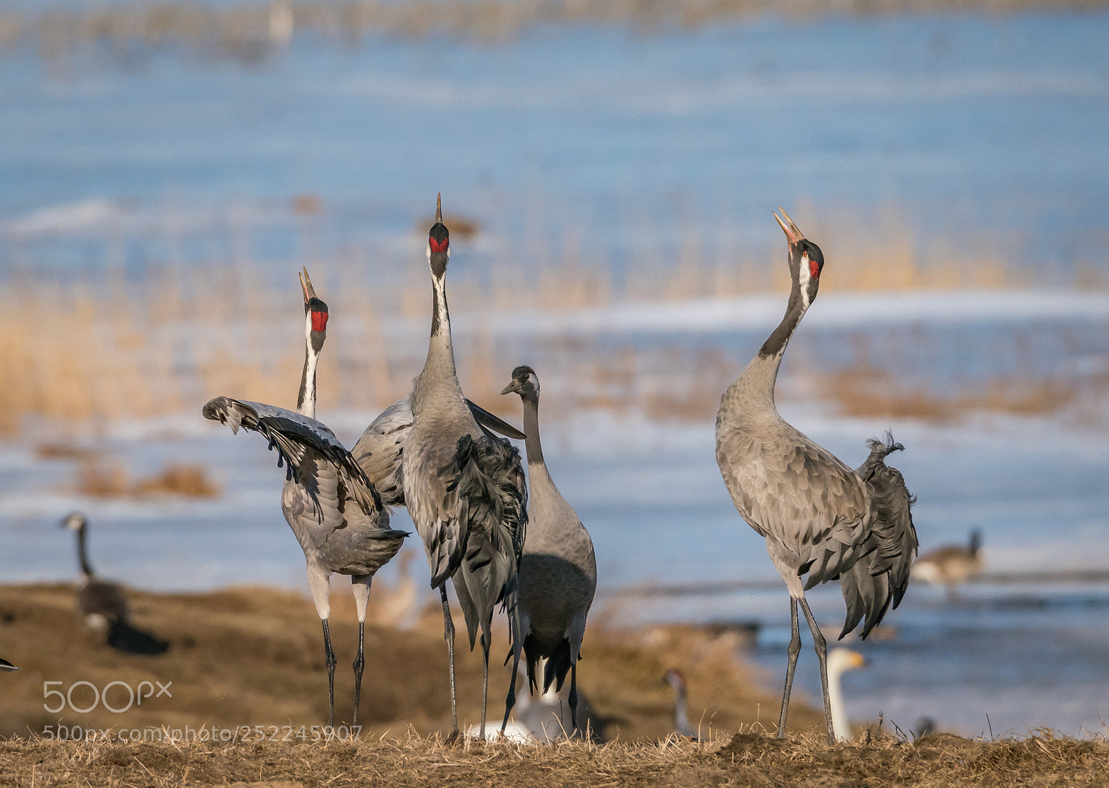Sony a99 II sample photo. Common cranes at lake photography