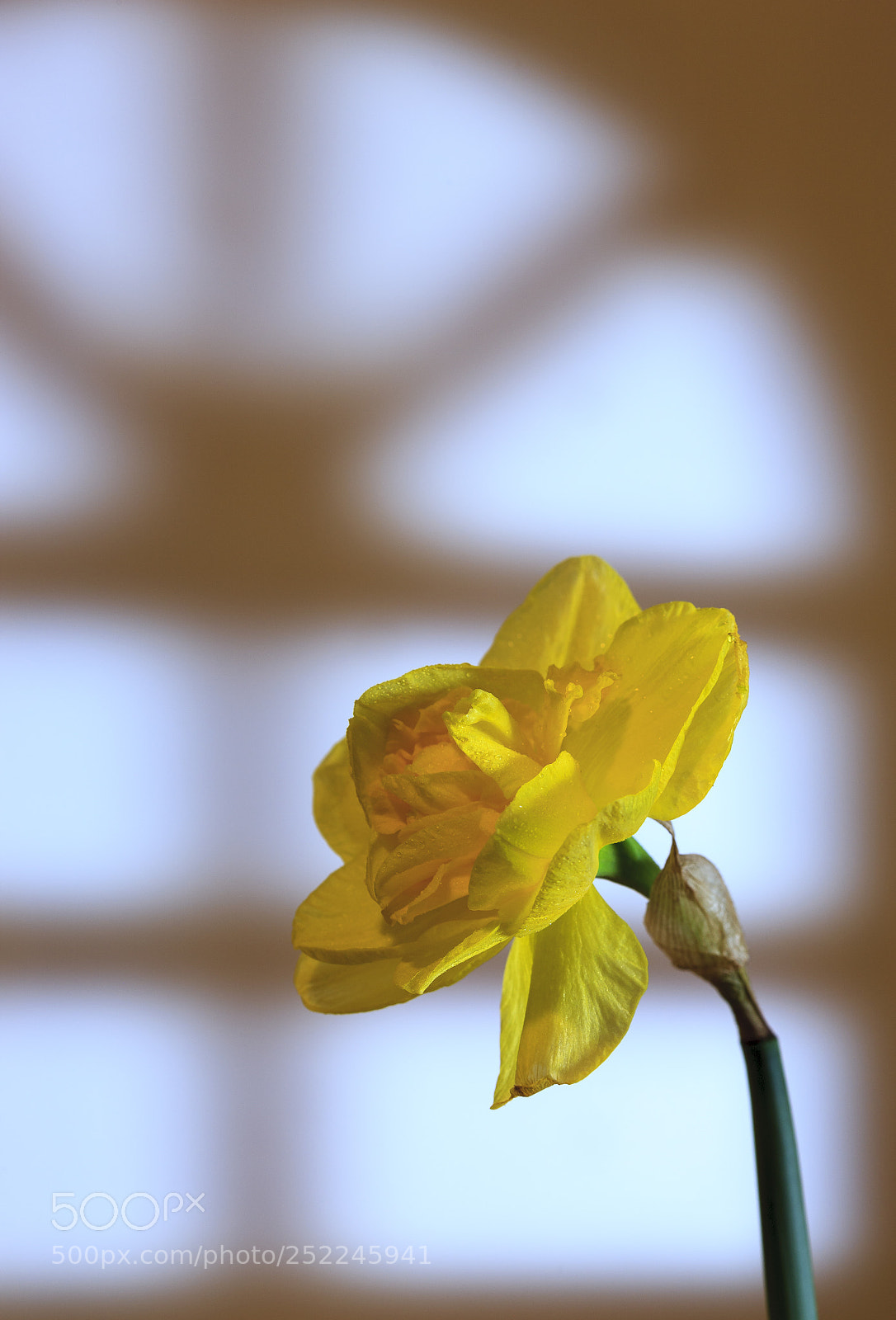 Canon EOS-1Ds Mark III sample photo. Flower in window light photography