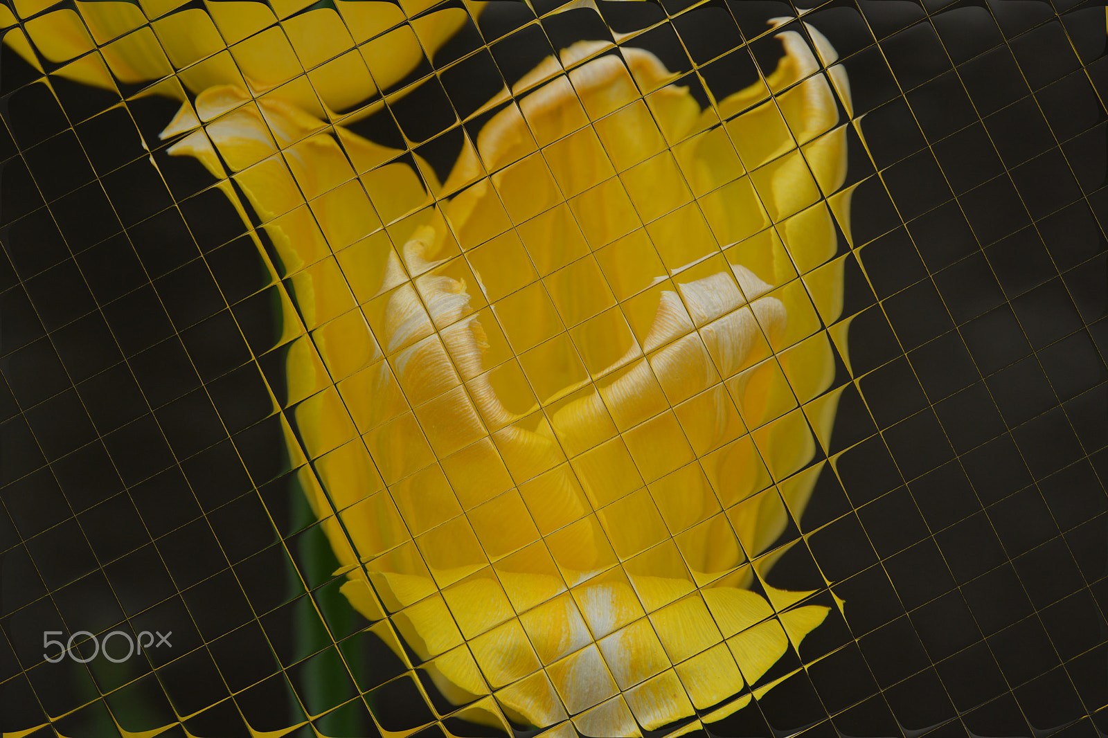 Nikon D7100 sample photo. Single yellow tulip tile reflection photography