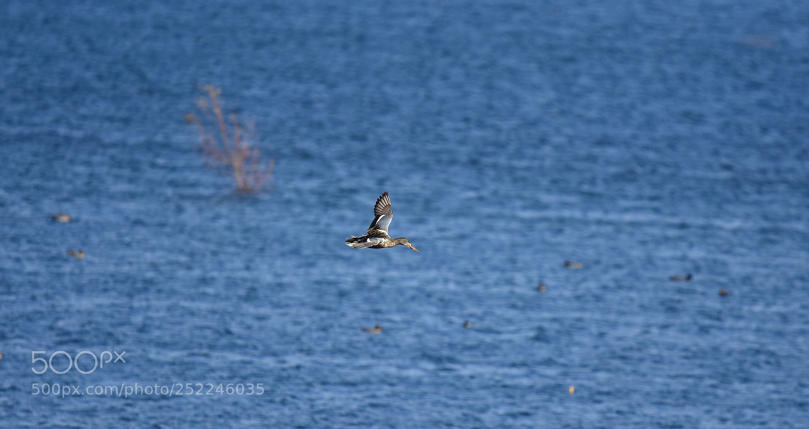 Nikon D7200 sample photo. Fly photography