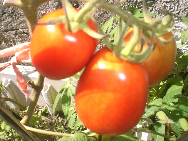 CASIO EX-Z5 sample photo. Belos tomates photography