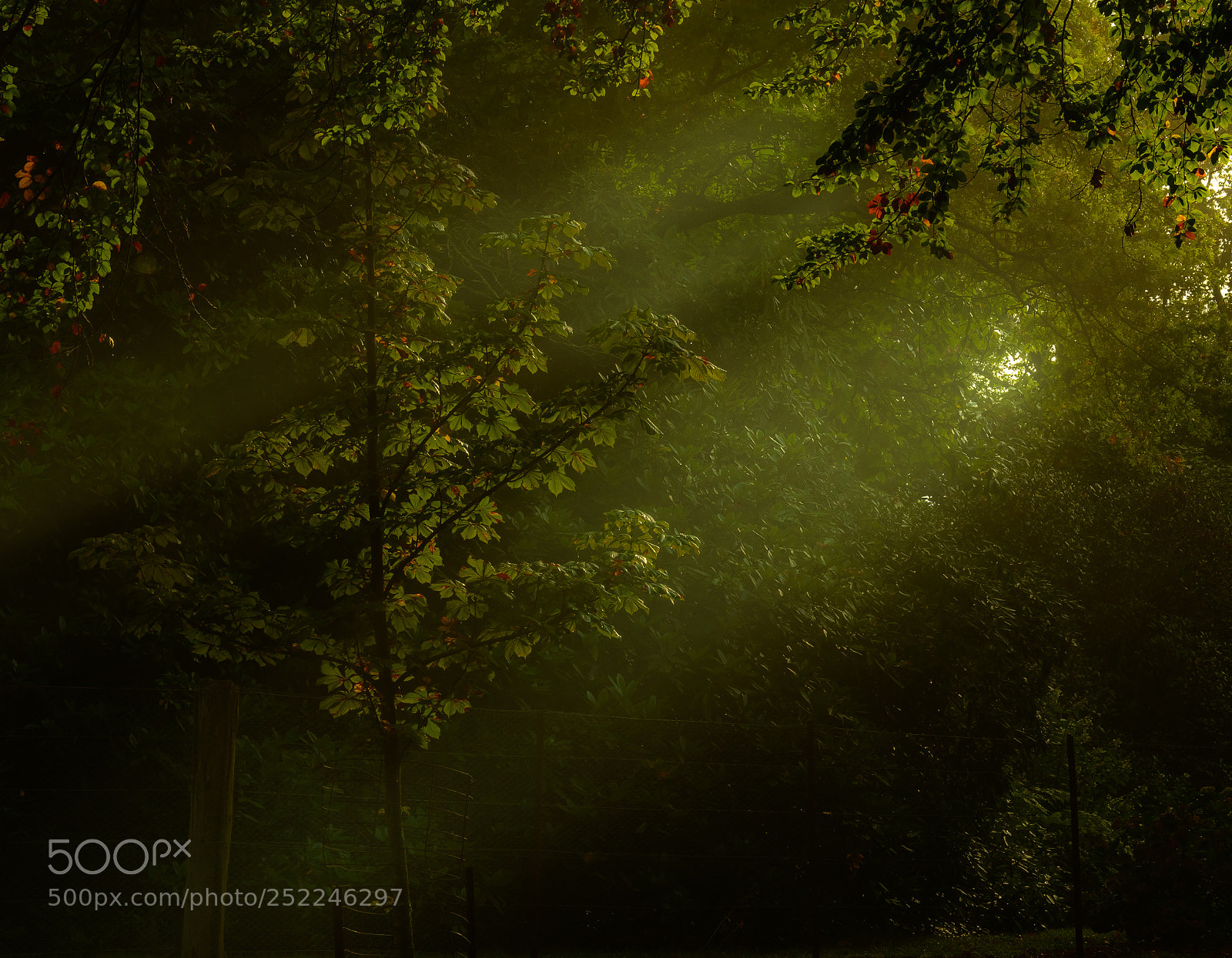 Nikon D7500 sample photo. Autumn light photography