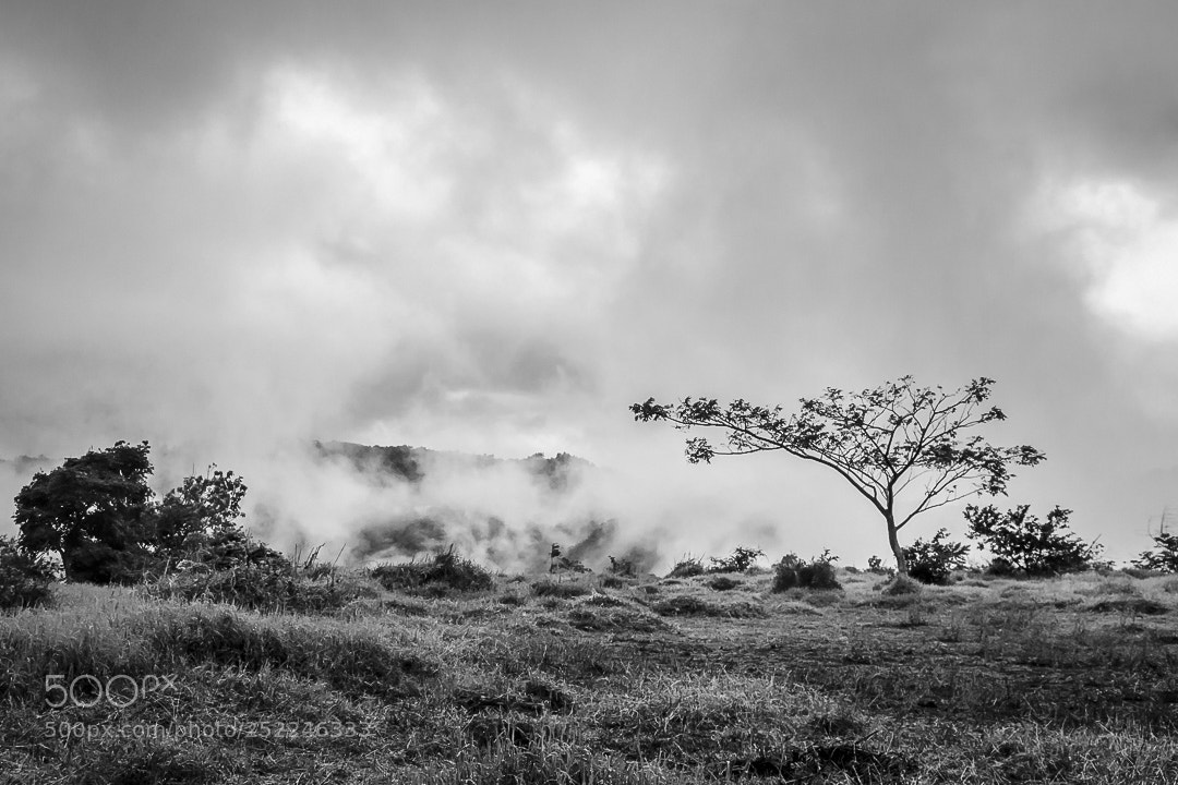 Nikon D7000 sample photo. Niebla photography