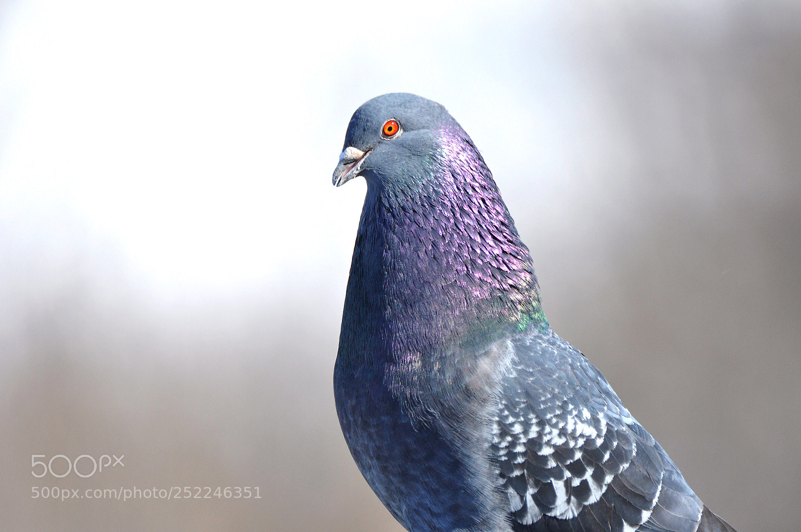 Nikon D90 sample photo. Feral pigeon  photography