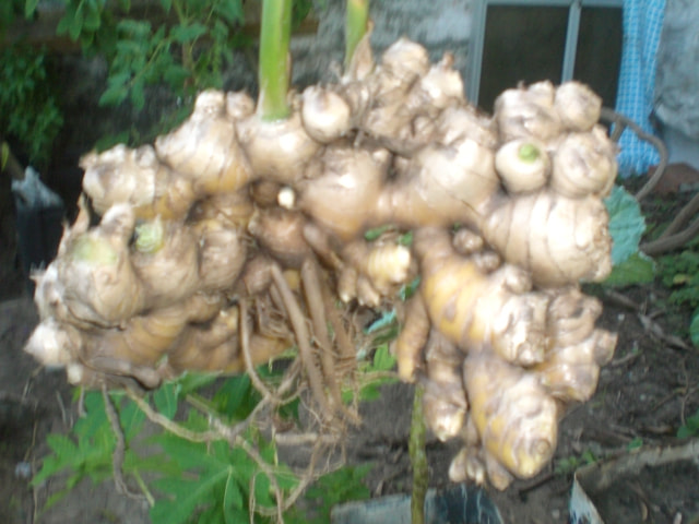 CASIO EX-Z5 sample photo. Gengibre in natura photography