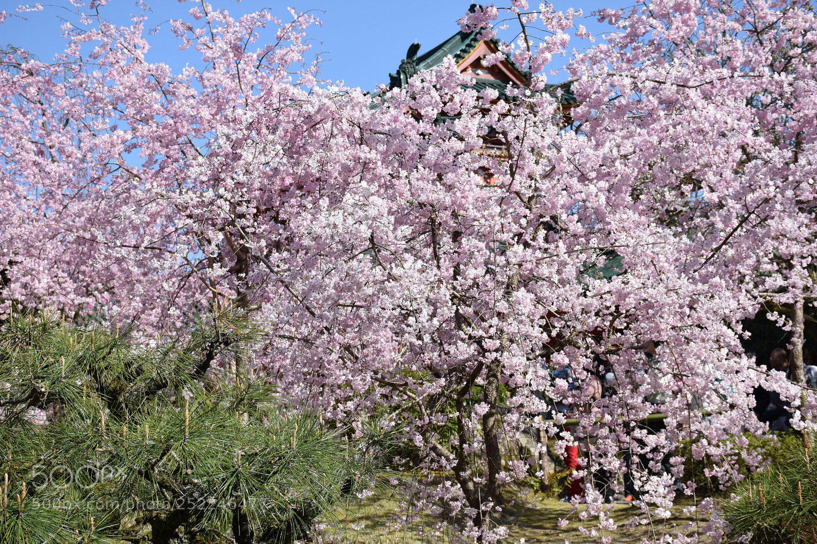 Nikon D5300 sample photo. Cherry tree in full photography