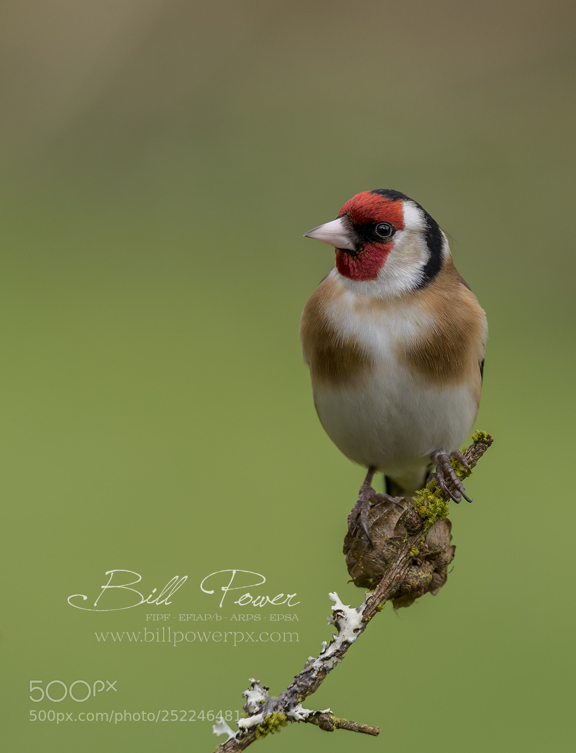Nikon D810 sample photo. Goldfinch photography