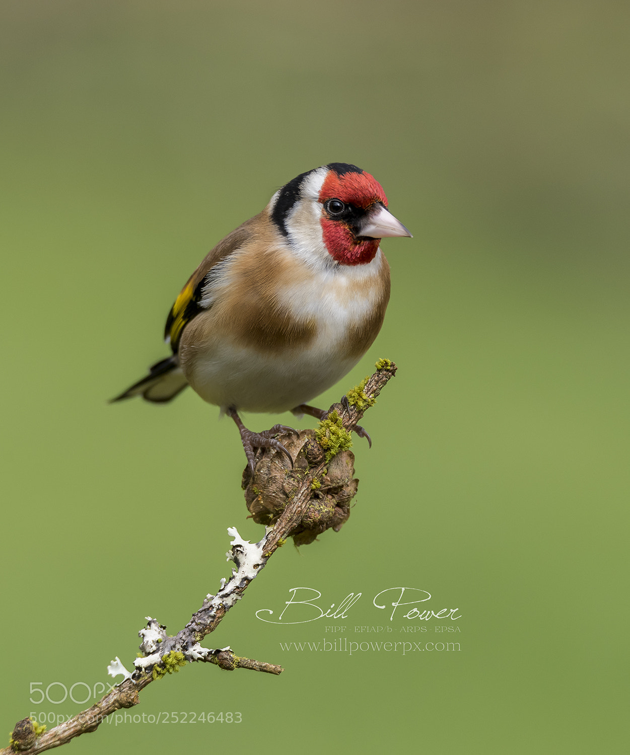 Nikon D810 sample photo. Goldfinch photography