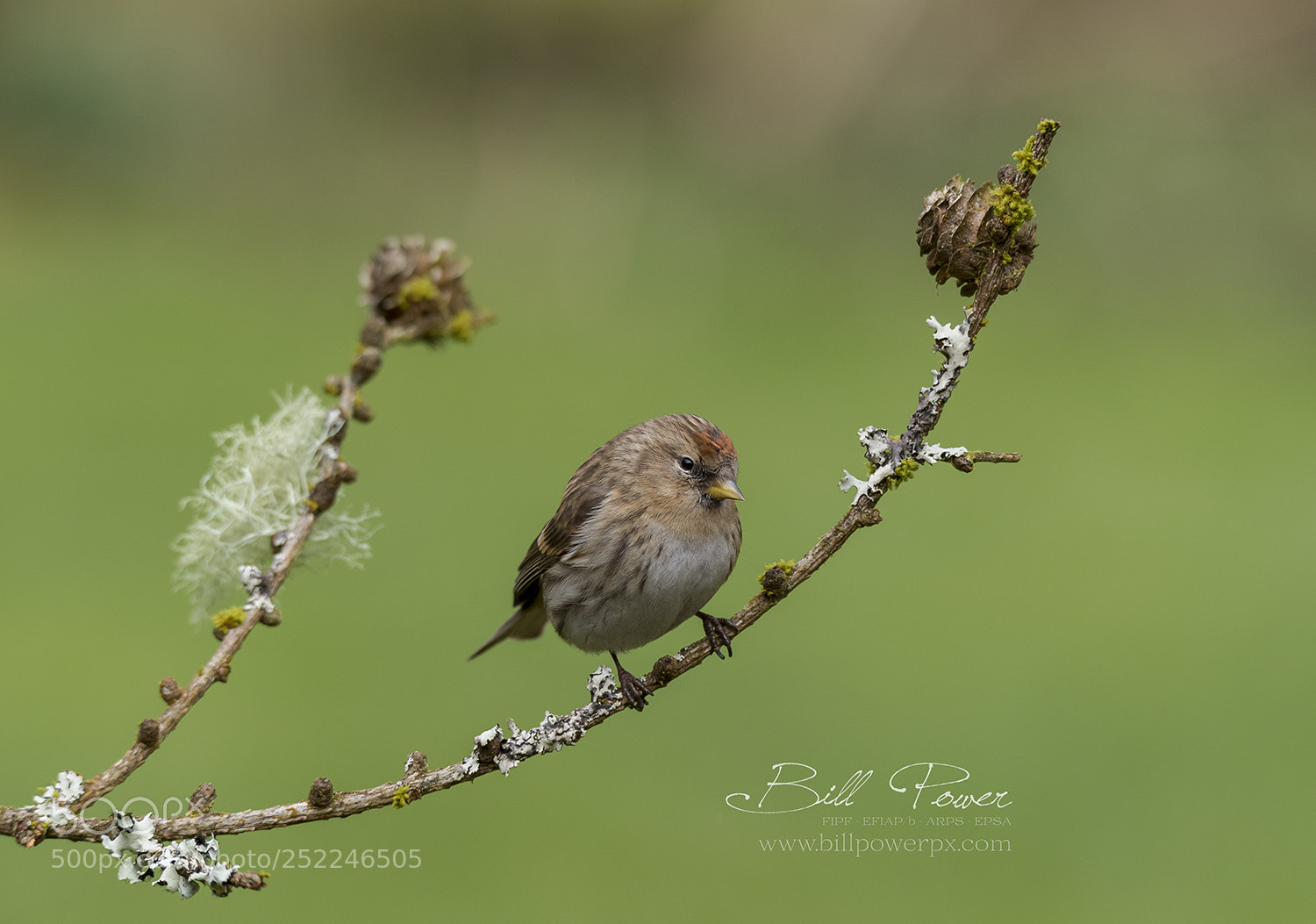Nikon D810 sample photo. Redpoll photography